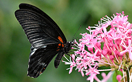 Great Mormon (Papilio memnon)